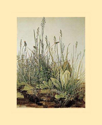 albrecht durer grass