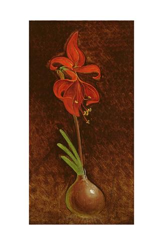 Amaryllis Formosissima, 1808 Giclee Print