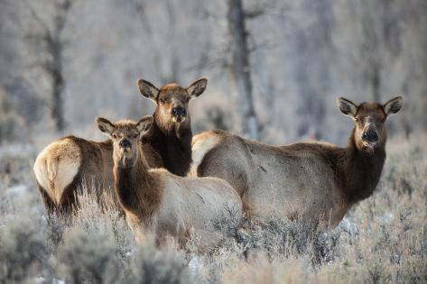 Group Of Elk 89