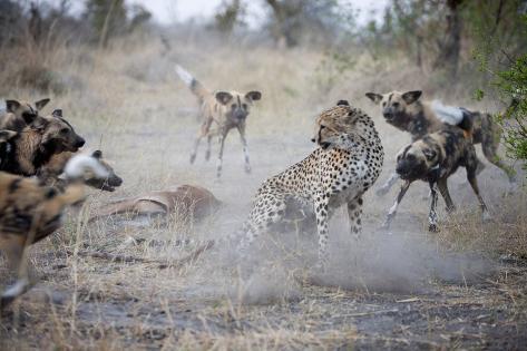 http://imgc.allpostersimages.com/images/P-473-488-90/81/8128/5CJE300Z/posters/karine-aigner-a-lone-cheetah-tries-to-fight-off-a-pack-of-african-wild-dogs-in-botswana.jpg