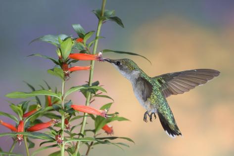 ruby throated hummingbird female at cigar plant marion co il photographic print by richard and ruby throated hummingbird female at cigar plant marion co il photographic print by richard and