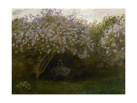 chat les lilas