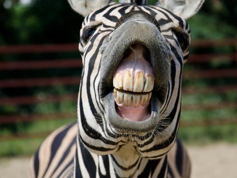 Funny Zebra Smile Premium Poster