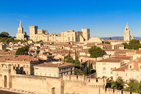 chat avignon