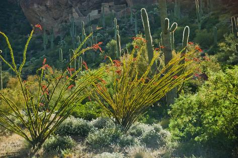 Desert+Plants+Arizona Arizona Desert, Ocotillo Plants Lámina fotográfica por Anna Miller ...