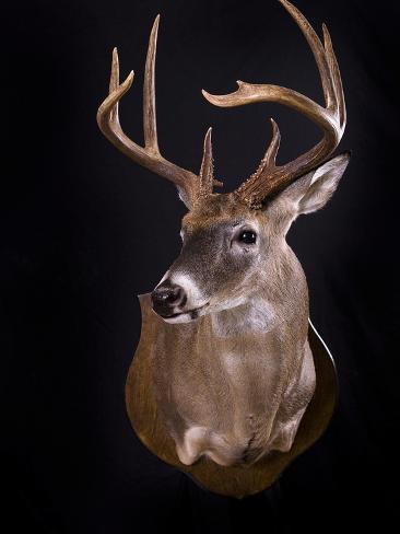 the background of the whitetail deer odocoileus virginianus Odocoileus virginianus the white-tailed deer is the only member of the north american deer family present in our area their coats are designed to help them . the background of the whitetail deer odocoileus virginianus Odocoileus virginianus the white-tailed deer is the only member of the north american deer family present in our area their coats are designed to help them .