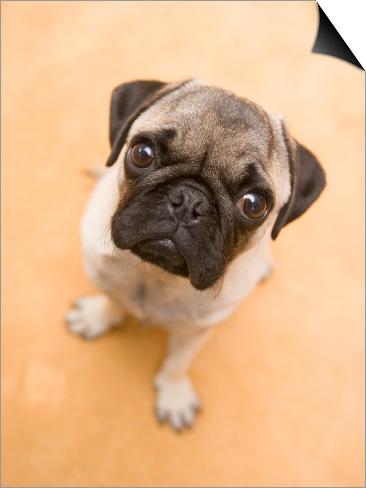 looking pugs pug looking up prints by herbert spichtinger at allposters looking pugs pug looking up prints by herbert spichtinger at allposters