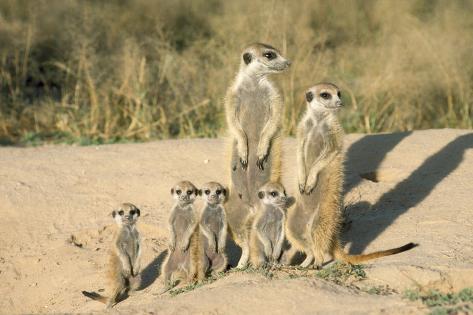 Meerkat Mother and Nursemaid with Baby Kittens ...
Meerkat