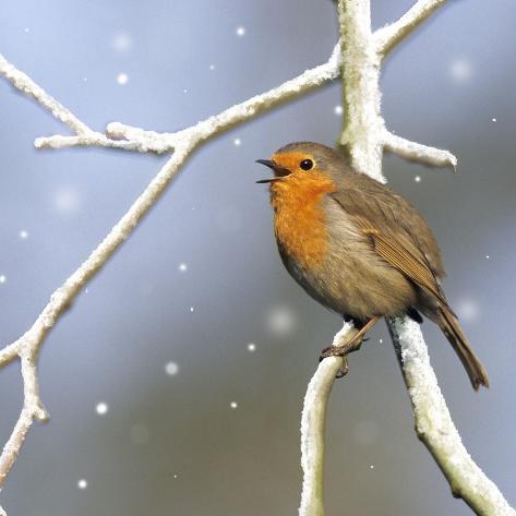 robin singing photographic print at allposters com robin singing photographic print at allposters com