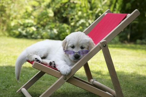 Goldiges Hundebaby im Liegestuhl