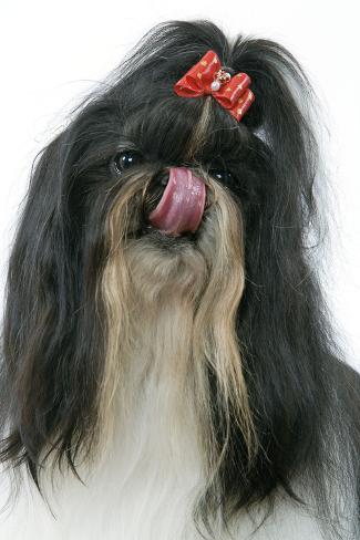 shih tzu nose shih tzu nose photographic print at allposters au shih tzu nose shih tzu nose photographic print at allposters au
