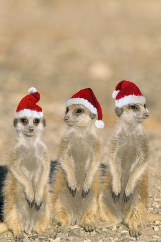 Meerkat X3 Young on Lookout Photographic Print at AllPosters.com
Meerkat