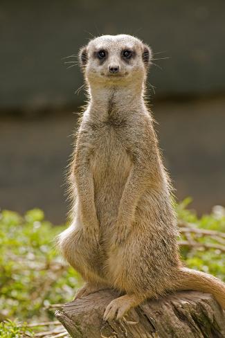 Meerkat, Suricate Photographic Print - AllPosters.co.uk
Meerkat