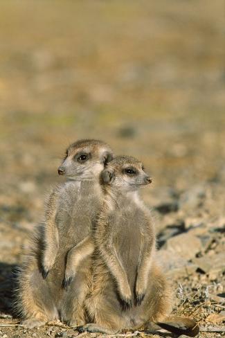 Meerkat Two Different Aged Young Photographic Print at AllPosters.com
Meerkat