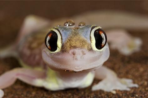 [Image: palmato-gecko-close-up-of-the-head-with-...oplets.jpg]