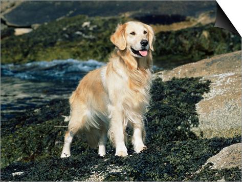 golden retriever puppies in maine golden retriever on coast maine usa posters by m at allposters golden retriever puppies in maine golden retriever on coast maine usa posters by m at allposters