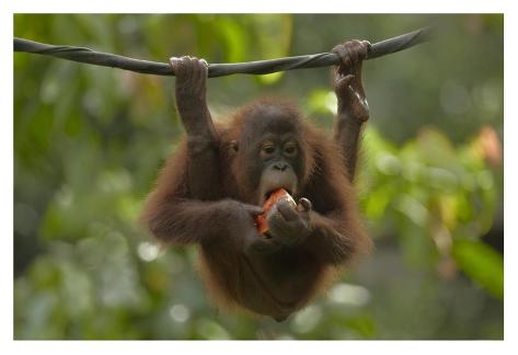 tim-fitzharris-orangutan-young-eating-fr