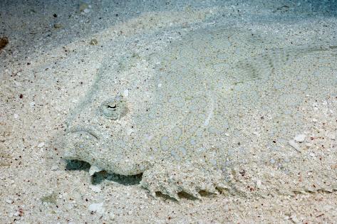 Pictures of flounder top and bottom