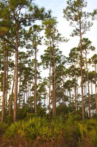 long pine chat A brief history of heart pine discover the elegance and beauty of antique heart pine. long pine chat A brief history of heart pine discover the elegance and beauty of antique heart pine.