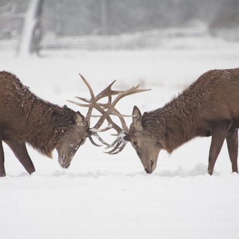 [Image: joanna-jackson-mirror-image-stags-locking-horns.jpg]