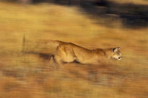 Cougar chaser Cougar chaser