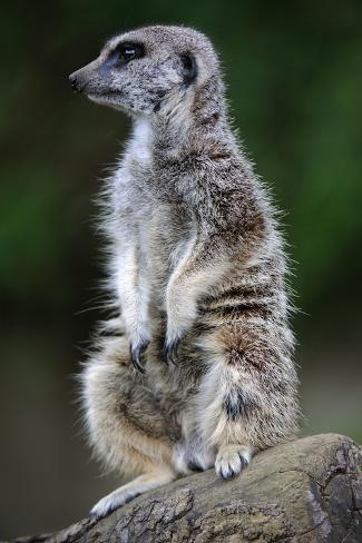 Meerkat Photographic Print by Robert Dowling - AllPosters ...
Meerkat