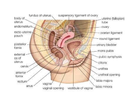 essay on female reproductive system essay on female reproductive system