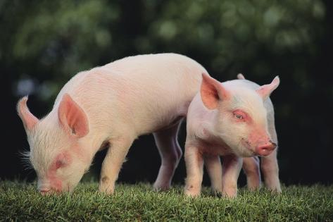 Yorkshire+Pig+Size Yorkshire Pigs on Grass Photographic Print by DLILLC at AllPosters.com