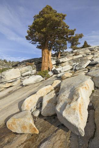 national parks poster juniper bjjeuy national parks poster juniper bjjeuy