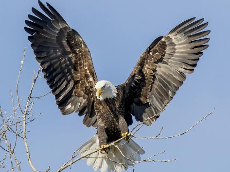 Eagle Wings Eagle Wings