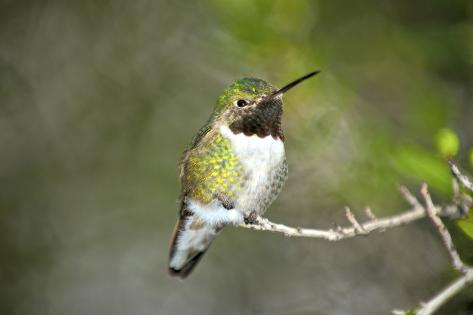 a ruby throated hummingbird one of the most common of the a ruby throated hummingbird one of the most common of the