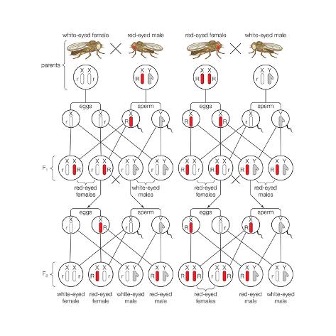 In humans hemophilia is a sex linked trait females
