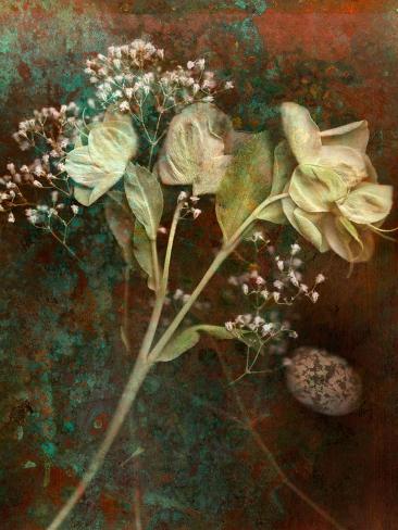 Wilted White Rose and Baby's Breath Prints by Robert Cattan at Wilted White Rose and Baby's Breath Prints by Robert Cattan at