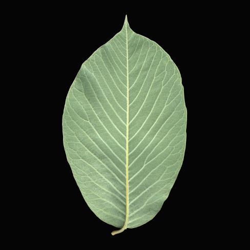 Venation | Define Venation at Dictionary.com