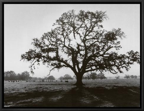 Oak Tree Sunrise