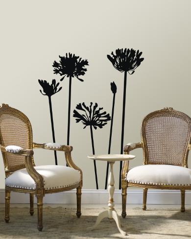 Black Agapanthus