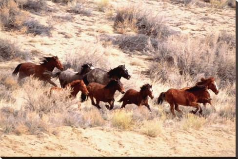Mustang Horse Colors