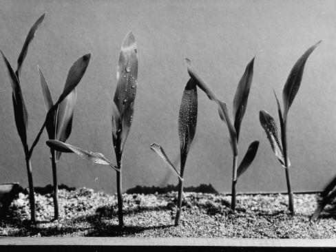 effect of radiation to corn zea The effects of nitrogen on the photosynthetic characteristics of two different stay-green corn (zea mays l) at the grain-filling stage were studied using a stay-green inbred line (q319) and a non-stay-green inbred line. effect of radiation to corn zea The effects of nitrogen on the photosynthetic characteristics of two different stay-green corn (zea mays l) at the grain-filling stage were studied using a stay-green inbred line (q319) and a non-stay-green inbred line.