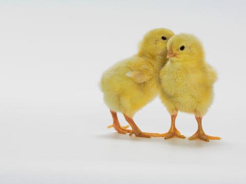 animated baby chicks