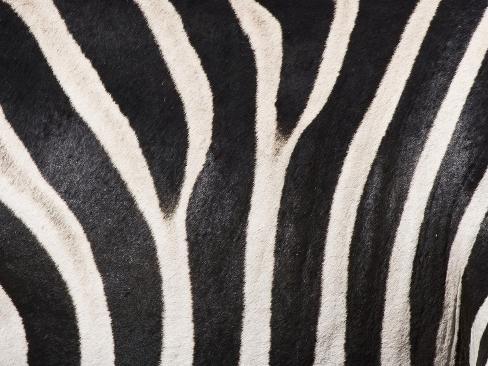 DESCRIPTION This would make the zebra’s striped fur less attractive to horseflies than the solid-coloured fur of horses. Two types of mating systems are observed in zebras. Like the horse, the mountain and the plains zebras live in small family groups consisting of a stallion and several mares with their foals.
