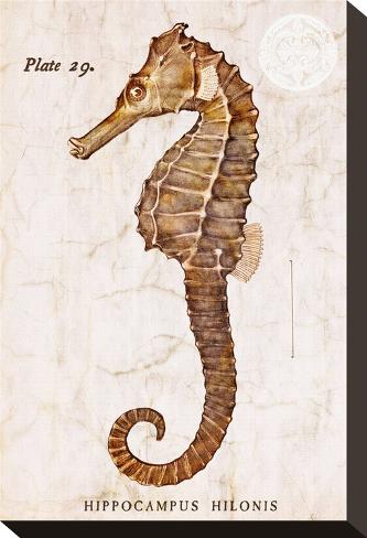 Vintage Seahorse, Hippocampus Hilonis, Sea Horse Stretched Canvas Print