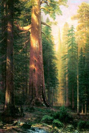 Sequoia Trees Posters Prints Paintings Wall Art Allposters Com