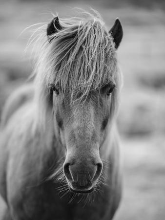 Horses photography posters for sale at allposters com Horses photography posters for sale at allposters com