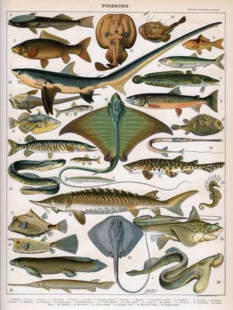 Fish Posters & Wall Art Prints