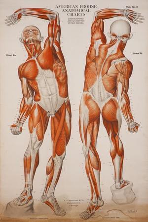 Muscular System Posters & Wall Art Prints | AllPosters.com
