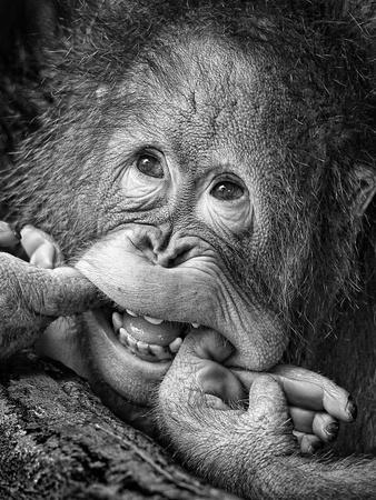 Animals (B&W Photography) Posters & Wall Art Prints Animals (B&W Photography) Posters & Wall Art Prints