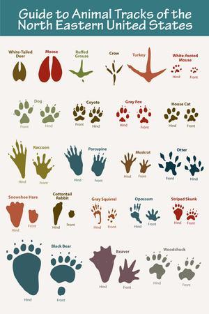 Animal Tracks Field Guide - Wood Framed Art - Multiple Sizes