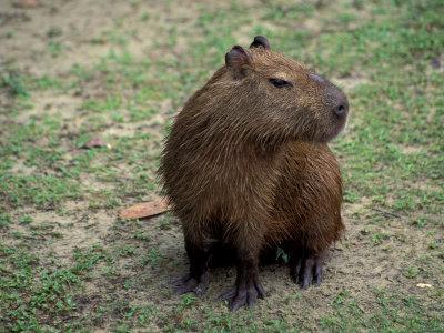 Capivara Posters for Sale