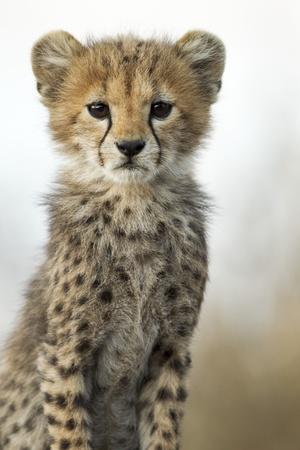 3767 AFFECTIONATE CHEETAHS Animal Poster Photo Poster Print Art * All Sizes