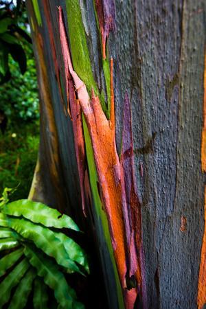 Eucalyptus Tree Posters Prints Paintings Wall Art Allposters Com